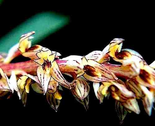 Bulbophyllum dixonii